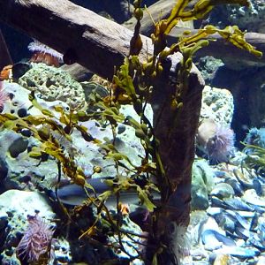 Bladder wrack (Fucus vesiculosus)