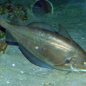 Poulting (Trisopterus luscus)