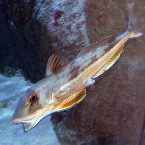 Tub gurnard (Chelidonichthys lucerna)