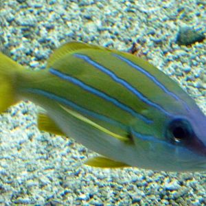 Common blue-striped seaperch (Lutjanus kasmira)