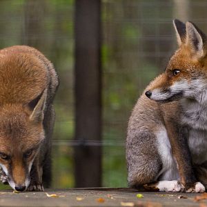 European red fox : Wildwood : 06 Oct 2018