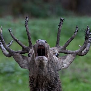 Red deer : Wildwood : 06 Oct 2018