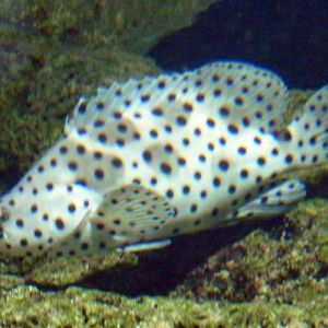 Humpback grouper (Cromileptes altivelis)