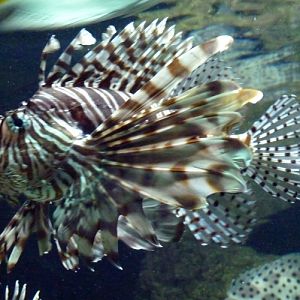 Red lionfish (Pterois volitans)