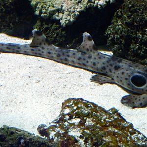 Epaulette shark (Hemiscyllium ocellatum)