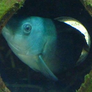 Brown wrasse (Labrus merula)
