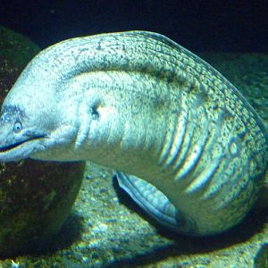 Mediterranean moray (Muraena helena)