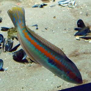 Mediterranean rainbow wrasse (Coris julis)