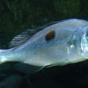 Blotched picarel (Spicara maena)