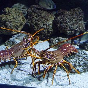 Mediterranean spiny lobster (Palinurus elephas) pair