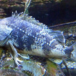 Bluemouth (Helicolenus dactylopterus)