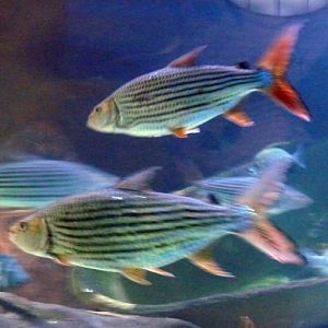 Common African tigerfishes (Hydrocynus vittatus)
