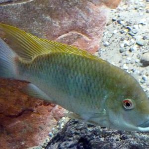 Black mouth Cameroon tilapia (Tilapia camerunensis)