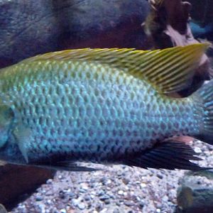 Lake Bermin tilapia (Tilapia snyderae)