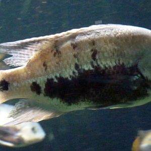 Pantano cichlid (Herichthys pearsei)