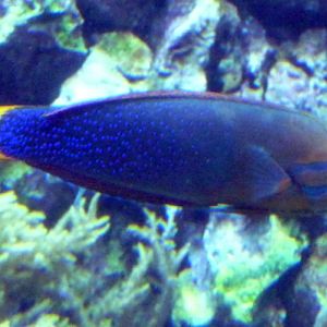 African clown wrasse (Coris gaimard)