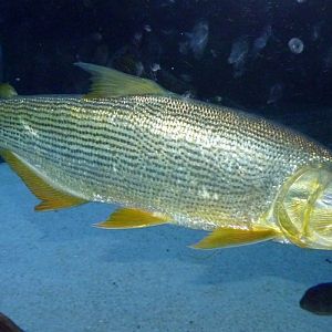 Dorado (Salminus brasiliensis)