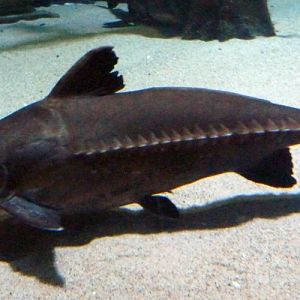 Ripsaw catfish (Oxydoras niger)