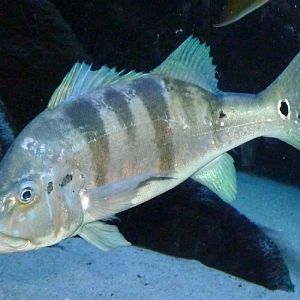 Peacock bass (Cichla monoculus)