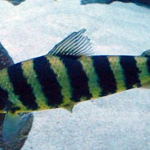 Banded leporinus (Leporinus fasciatus)