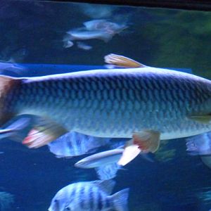 Sultan fish (Leptobarbus hoevenii)???