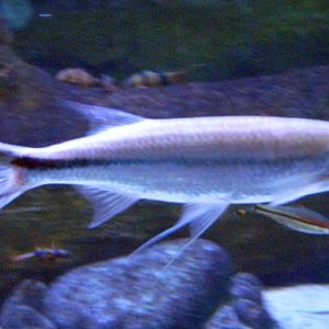 Apollo sharkminnow (Luciosoma setigerum)