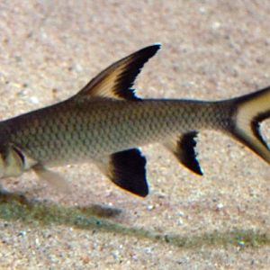 Tricolor sharkminnow (Balantiocheilus melanopterus)