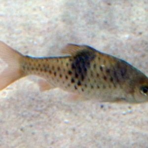 Spanner barb (Puntius lateristriga) young
