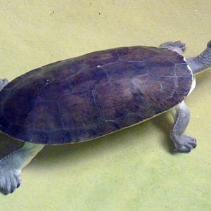 Branderhorst's snapping turtle (Elseya branderhorsti)
