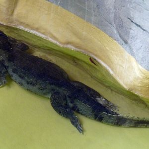 Colombian spectacled caiman (Caiman crocodilus)