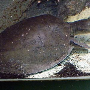 Nubian flapshell turtle (Cyclanorbis elegans)