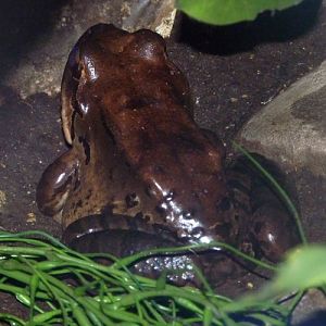 Mountain chicken (Leptodactylus fallax)