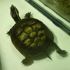 South-east Asian box turtle (Cuora amboinensis)