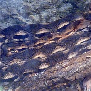 Malagasy ground boa (Boa madagascariensis)