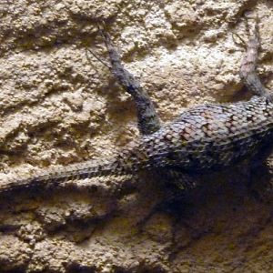 Green spiny lizard (Sceloporus malachiticus)