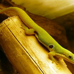 Peacock day gecko (Phelsuma quadriocellata)