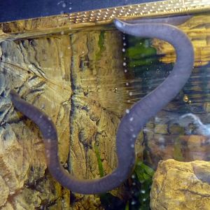 Rio Cauca caecilian (Typhlonectes natans)