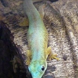 Robert Merten's day gecko (Phelsuma robertmertensi)