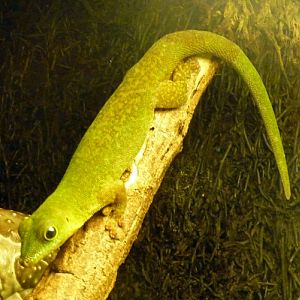 Seychelles giant day gecko (Phelsuma sundbergi)