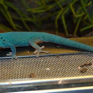 Electric blue gecko (Lygodactylus williamsi)