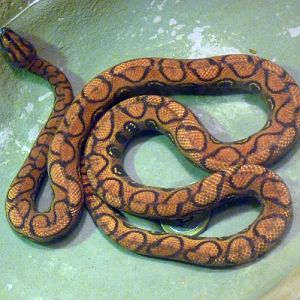 Rainbow boa (Epicrates cenchria)