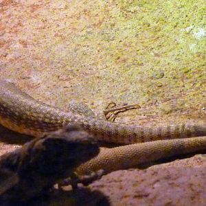 Desert iguana (Dipsosaurus dorsalis)
