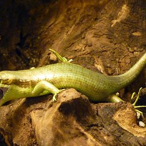 Senegal mabuya (Trachylepis affinis) yawning