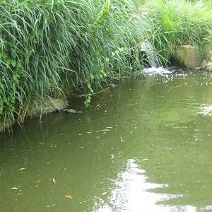 Cologne Zoo - Asian duck exhibit