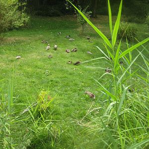 Cologne Zoo - Asian duck exhibit