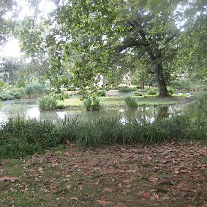 Cologne Zoo - Swan exhibit