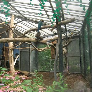 Cologne Zoo - South American parrot aviary