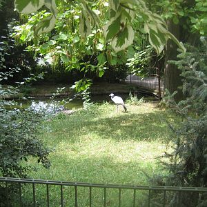 Cologne Zoo - Blue crane exhibit