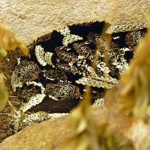 Rhinoceros viper (Bitis nasicornis)