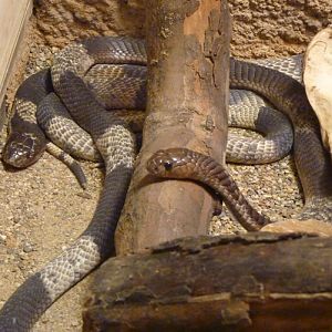 Snouted cobra (Naja annulifera)